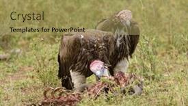  Presentation with landscapes of savanna serengeti tanzania - Cool new presentation theme with vultures-picking-on-a-carcass backdrop and a yellow colored foreground