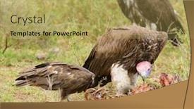  Presentation with landscapes of savanna serengeti tanzania - Presentation enhanced with vultures-picking-on-a-carcass background and a yellow colored foreground