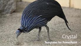  Presentation with animal - Cool new PPT layouts with vulturine-guineafowl-acryllium-vulturinum-wild backdrop and a gray colored foreground