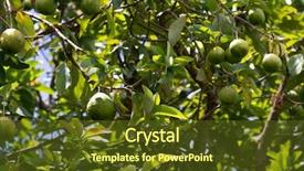  Presentation with growing tree - Colorful PPT theme enhanced with wa - african green avocado growing backdrop and a tawny brown colored foreground