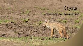  Presentation with scientific instruments - Audience pleasing slides consisting of wa - close-up of golden jackal scientific backdrop and a coral colored foreground