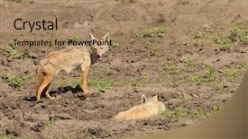  Presentation with scientific - Cool new slides with wa - close-up of pair of golden backdrop and a coral colored foreground