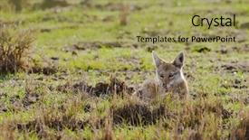  Presentation with scientific 3d rendering - Audience pleasing slides consisting of wa - closeup of golden jackal scientific backdrop and a yellow colored foreground