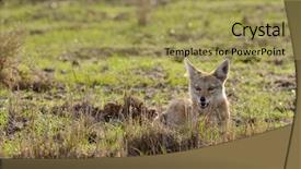  Presentation with scientific - Cool new PPT theme with wa - closeup of golden jackel scientific backdrop and a yellow colored foreground