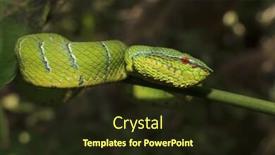  Presentation with malaysia - Colorful presentation enhanced with waglers-pit-viper-a-green backdrop and a wine colored foreground