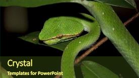  Presentation with green tree - Theme featuring temple viper snake wagner's background and a tawny brown colored foreground
