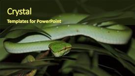  Presentation with green tree - PPT layouts consisting of temple viper snake wagner's background and a tawny brown colored foreground