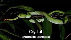  Presentation with green tree - Beautiful presentation featuring temple viper snake wagner's backdrop and a black colored foreground