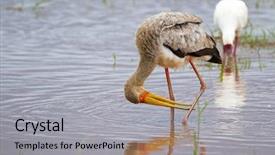  Presentation with yellow-wood - Presentation theme consisting of wait to snap up prey background and a light gray colored foreground
