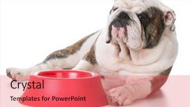  Presentation with film black and white - Beautiful presentation featuring waiting to have his bowl backdrop and a  colored foreground