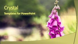  Presentation with processing - Presentation design having wales uk - foxglove flower in snowdonia national background and a tawny brown colored foreground