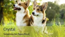  Presentation with walk - Beautiful presentation theme featuring walk faith - welsh corgi pembroke backdrop and a yellow colored foreground