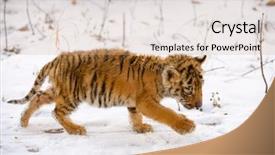  Presentation with walk - Audience pleasing slides consisting of walk of a small tiger backdrop and a coral colored foreground