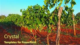  Presentation with grape - Amazing slide deck having walk-on-path-between-grape backdrop and a tawny brown colored foreground