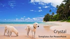  Presentation with sad dog abandoned dogs - PPT theme with walk water - two large dogs background and a lemonade colored foreground