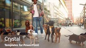  Presentation with walker - Presentation theme with walkers - smiling professional dog walker man background and a violet colored foreground