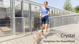  Presentation with animal shelter - Theme having walking a dog in animal background and a soft green colored foreground