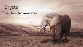 Presentation with elephant - PPT theme consisting of walking african elephant in desert background and a lemonade colored foreground