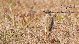  Presentation with passerine - PPT theme consisting of walking alone in dried grassland background and a coral colored foreground