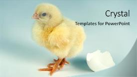  Presentation with chick - Presentation consisting of walking away from an egg background and a lemonade colored foreground