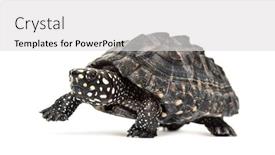  Presentation with pond - Colorful PPT layouts enhanced with walking-black-pond-turtle-geoclemys backdrop and a light gray colored foreground