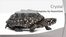  Presentation with turtle - Presentation design enhanced with walking-black-pond-turtle-geoclemys background and a white colored foreground