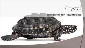  Presentation with black feminism - Audience pleasing PPT layouts consisting of walking-black-pond-turtle-geoclemys backdrop and a white colored foreground