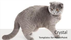  Presentation with walking cat - Colorful slides enhanced with walking british cat isolated on white backdrop and a light gray colored foreground