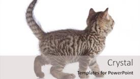  Presentation with walking cat - Presentation theme with walking cat side view isolated background and a light gray colored foreground