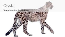  Presentation with cheetah - Amazing presentation design having walking-cheetah-isolated-on-white backdrop and a white colored foreground