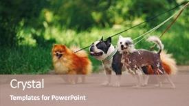  Presentation with dogs - Slides consisting of walking dogs in park background and a coral colored foreground