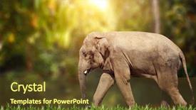  Presentation with elephant - Audience pleasing slide deck consisting of walking elephant on sunny green backdrop and a tawny brown colored foreground