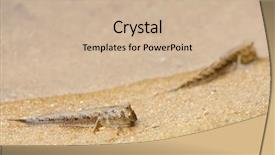  Presentation with sand - Theme having walking-fish-mudskipper-on-wet background and a soft green colored foreground
