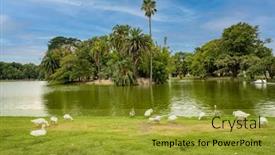  Presentation with geese - Amazing presentation theme having walking-geese-in-rosedal-park backdrop and a gold colored foreground