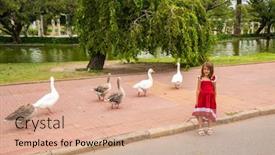  Presentation with geese - Slide deck enhanced with walking-geese-in-rosedal-park background and a coral colored foreground