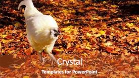  Presentation with autumn leaves - Audience pleasing presentation consisting of walking in fallen autumn leaves backdrop and a crimson colored foreground