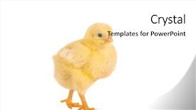  Presentation with chick - Presentation theme with walking little yellow easter chick background and a white colored foreground