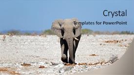  Presentation with elephant - Beautiful PPT theme featuring walking on open plains etosha backdrop and a  colored foreground