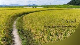  Presentation with rice paddy - Amazing slide deck having walking path though the paddy rice backdrop and a gold colored foreground