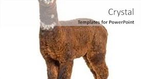  Presentation with old young - Theme enhanced with walking-rose-grey-young-alpaca background and a white colored foreground