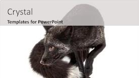  Presentation with fox - Beautiful presentation theme featuring walking-silvers-fox-looking-away backdrop and a light gray colored foreground