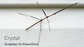  Presentation with insect - PPT layouts consisting of walking-stick-insect-on-house background and a light gray colored foreground