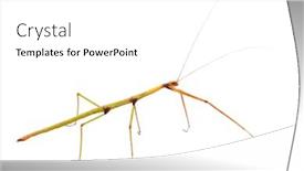 Presentation with insect - PPT theme with walking-stick-insect-with-clipping background and a white colored foreground