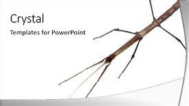  Presentation with insect - Audience pleasing presentation theme consisting of walking stick phasmatodea isolated backdrop and a white colored foreground