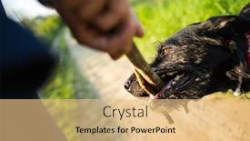  Presentation with companion - Cool new slides with throwing the stick to fetch backdrop and a coral colored foreground