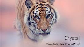 Presentation with tiger - Theme enhanced with walking-tiger-portrait-close-up background and a mint green colored foreground