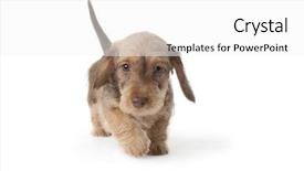  Presentation with dachshund - Amazing PPT layouts having walking wire-haired dachshund puppy on white background backdrop and a white colored foreground