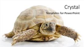  Presentation with turtle - PPT theme featuring walking wisely - turtle on white background background and a  colored foreground