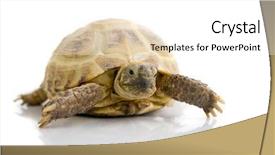  Presentation with turtle - Slides consisting of walking wisely - turtle on white background and a  colored foreground
