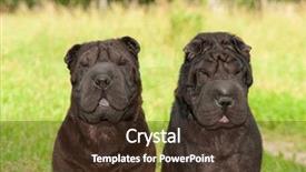  Presentation with dogs - Amazing PPT theme having walking wisely - two big black sharpei dogs backdrop and a tawny brown colored foreground